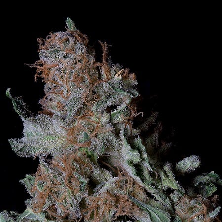 Don Blueberry Cookies - Feminized - Don Avalanche Seeds