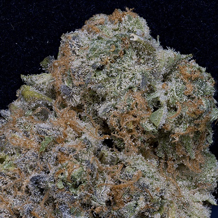Don Girl Scout Cookies - Feminized - Don Avalanche Seeds