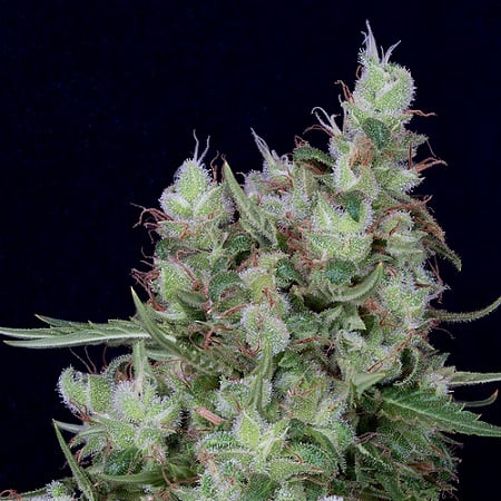 Don Grateful Chemdawg - Feminized - Don Avalanche Seeds