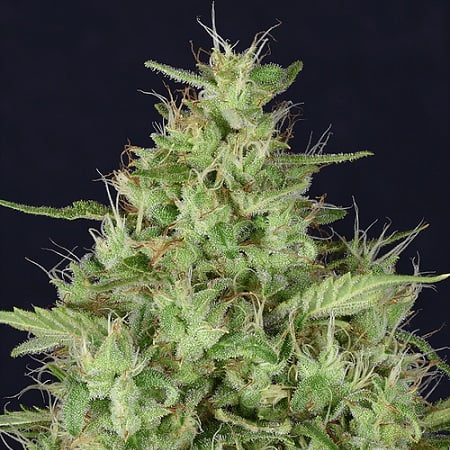 Don Star Dawg - Feminized - Don Avalanche Seeds
