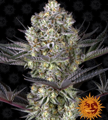 Dos Si Dos 33 - Feminized - Barneys Farm Dos Si Dos 33 - Feminized - Barneys Farm