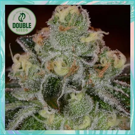 Double Seeds Girl Scout Cookie Auto Feminized   