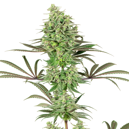 Double Banana Kush - Feminized - White Label (American Line)