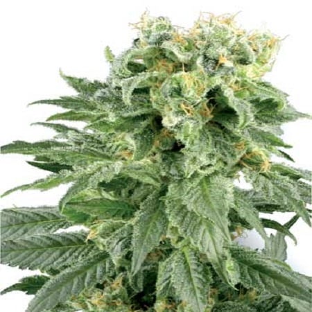 White Label Seed Company Double Gum Regular