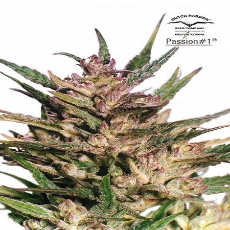 Dutch Passion Seeds Passion #1 Feminized