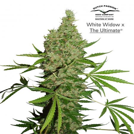 Dutch Passion Seeds White Widow x The Ultimate Regular