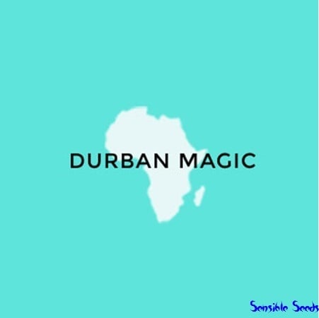 Seeds of Africa Durban Magic Regular 