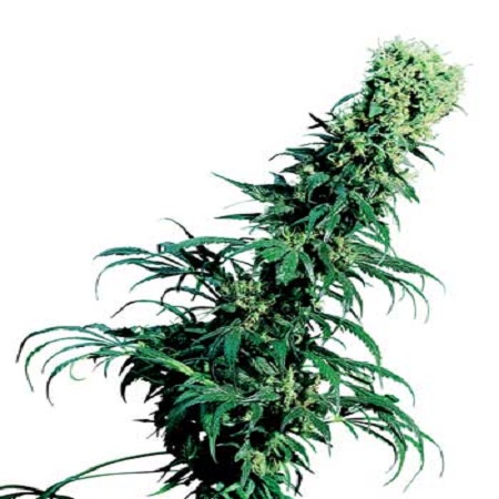 Early Pearl – Regular – Sensi Seeds