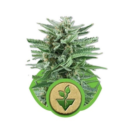 Easy Bud Auto – Feminized – Royal Queen Seeds