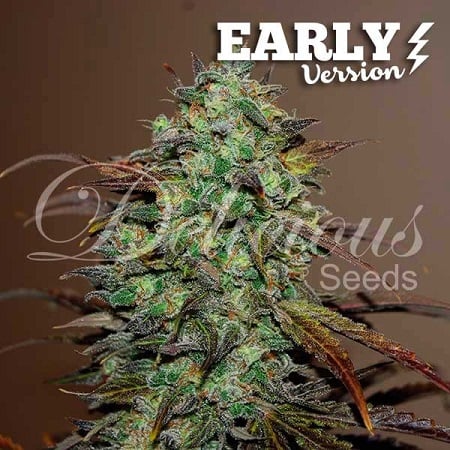 Eleven Roses Early Version - Feminized - Delicious Seeds