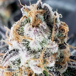 Timeloop-Feminized-Sensible Seeds Premium Selection    