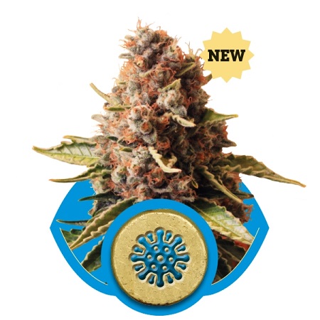 Euphoria CBD – Feminized – Royal Queen Seeds