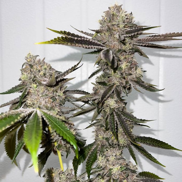 Sour OG Regular - Fidels Seeds     