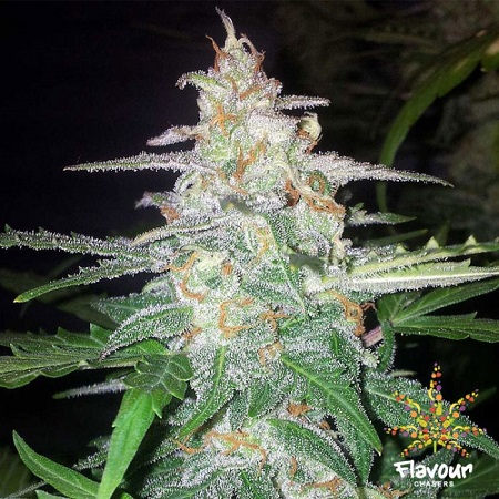 Flavour Chasers Seeds Forbidden Glue Feminized