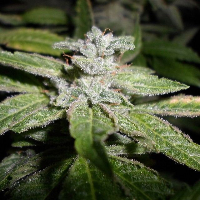 Pheno Finder Seeds Fromage Blue Feminized  