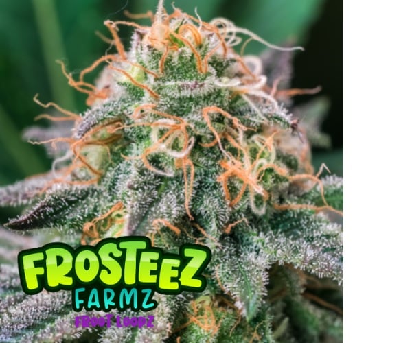 Froot Loopz - Feminized - Frosteez Farms Seeds     