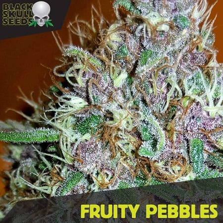 Tropical Nuggets (formerly known as Fruity Pebbles) - Feminized - Black Skull Seeds
