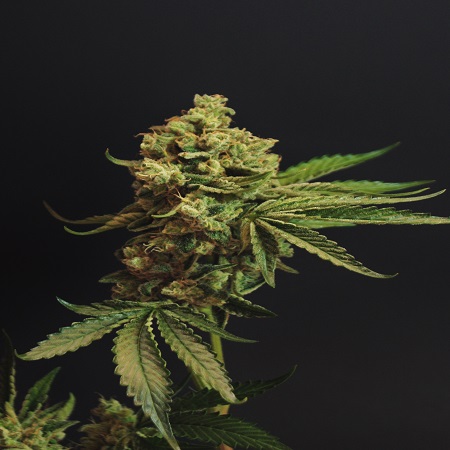 Rare Dankness Seeds Ghost Train Haze #1 Feminized