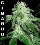 G13 Labs - Gigabud Fem
