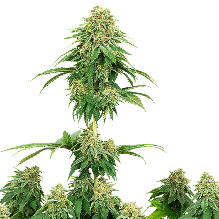 Girl Scout Cookies - Feminized - White Label Seeds (American Line)