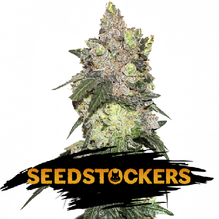 Girl Scout Cookies - Feminized - Seed Stockers
