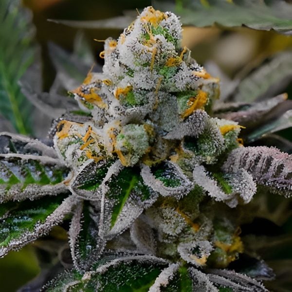 Girl Scout Cookies- Feminized - Sensible Seeds Premium Selection          