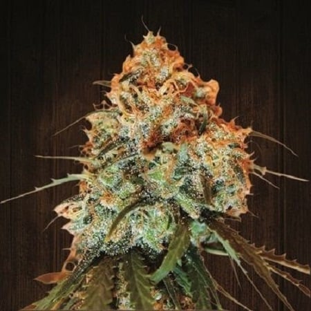 Golden Tiger - Feminized - 2023 Cannabis Seed Collection