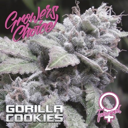 Gorilla Cookies - Feminized - Growers Choice