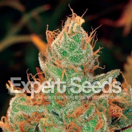 Gorilla Lilly – Feminized – Expert Seeds