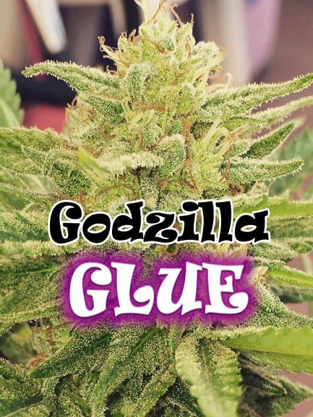 Godzilla Glue - Feminized - Dr Underground