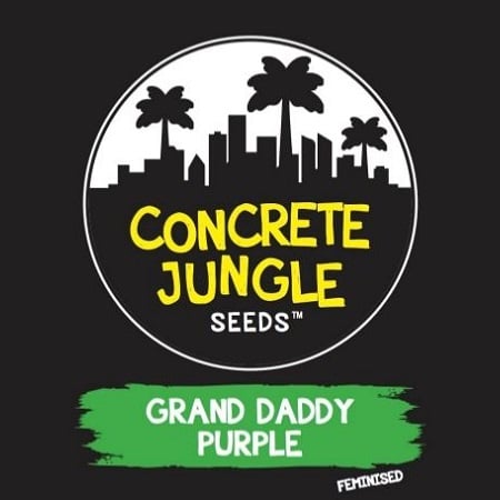 Concrete Jungle Seeds Grand Daddy Purple Feminized