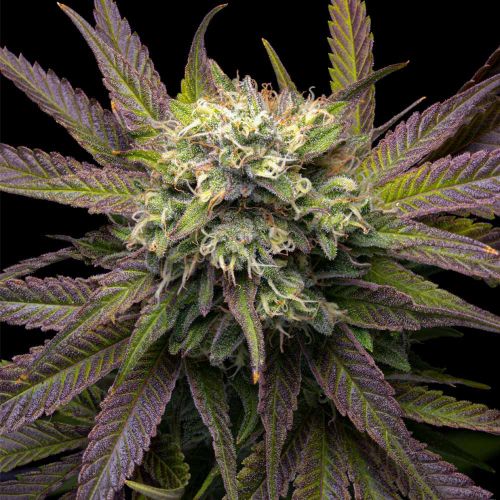 Mela Verde - Feminized - Grateful Seeds      