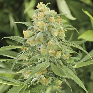 2025 Cannabis Seed Collection - Green Crack Feminized