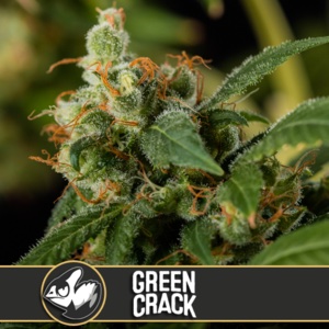 BlimBurn Seeds Green Crack Feminized 