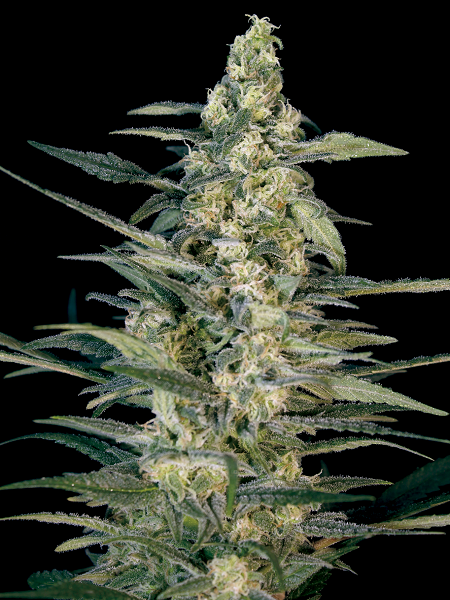 Green Joint Auto - Feminized - Big Monster Seeds