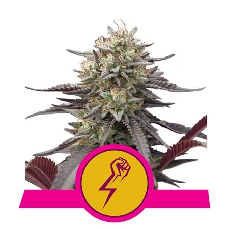 Green Crack Punch – Feminized – Royal Queen Seeds