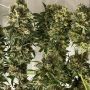 Brothers Grimm Seeds Grimm Glue Feminized   