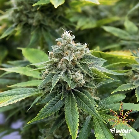 Flavour Chasers Seeds Guava Feminized