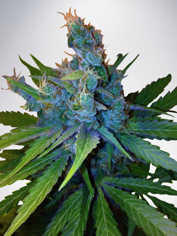 Ministry of Cannabis Seeds Hay-Z Feminized