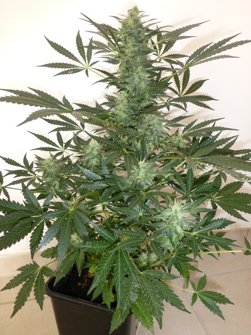 Flash Seeds Jet 47 Auto Regular   