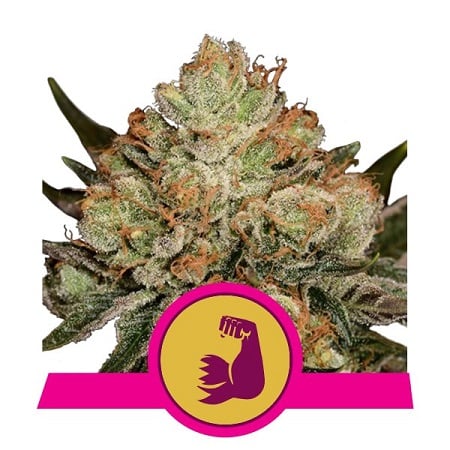 HulkBerry - Feminized - 2023 Cannabis Seed Collection