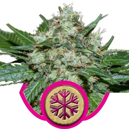 ICE – Feminized – Royal Queen Seeds