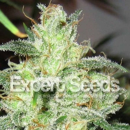 Gorilla Cheese – Feminized – Expert Seeds