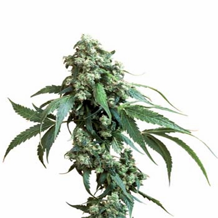 Jack Flash – Regular – Sensi Seeds