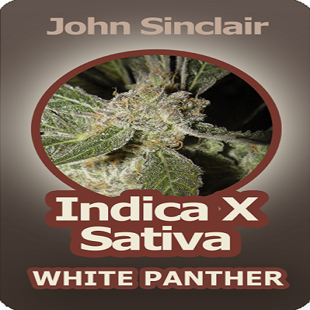 John Sinclair Seeds Indica x Sativa White Panther Regular