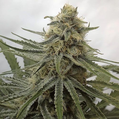 Juicy Dreams - Regular - Crockett Family Farms 