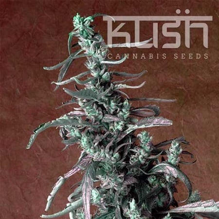 Kush Cannabis Seeds Haze Kush Regular