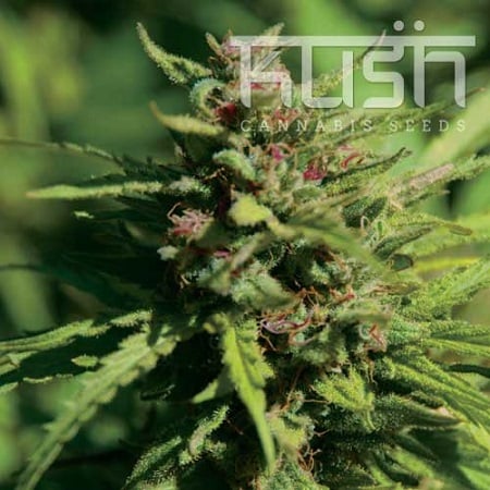 Kush Cannabis Seeds Fire Kush Regular