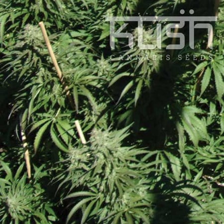 Kush Cannabis Seeds Sour Kush Regular