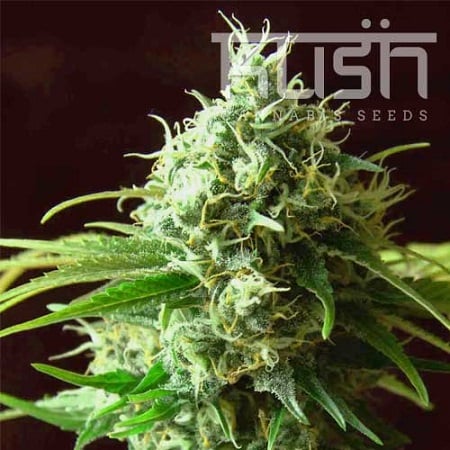 Kush Cannabis Seeds Cheese Kush Feminized